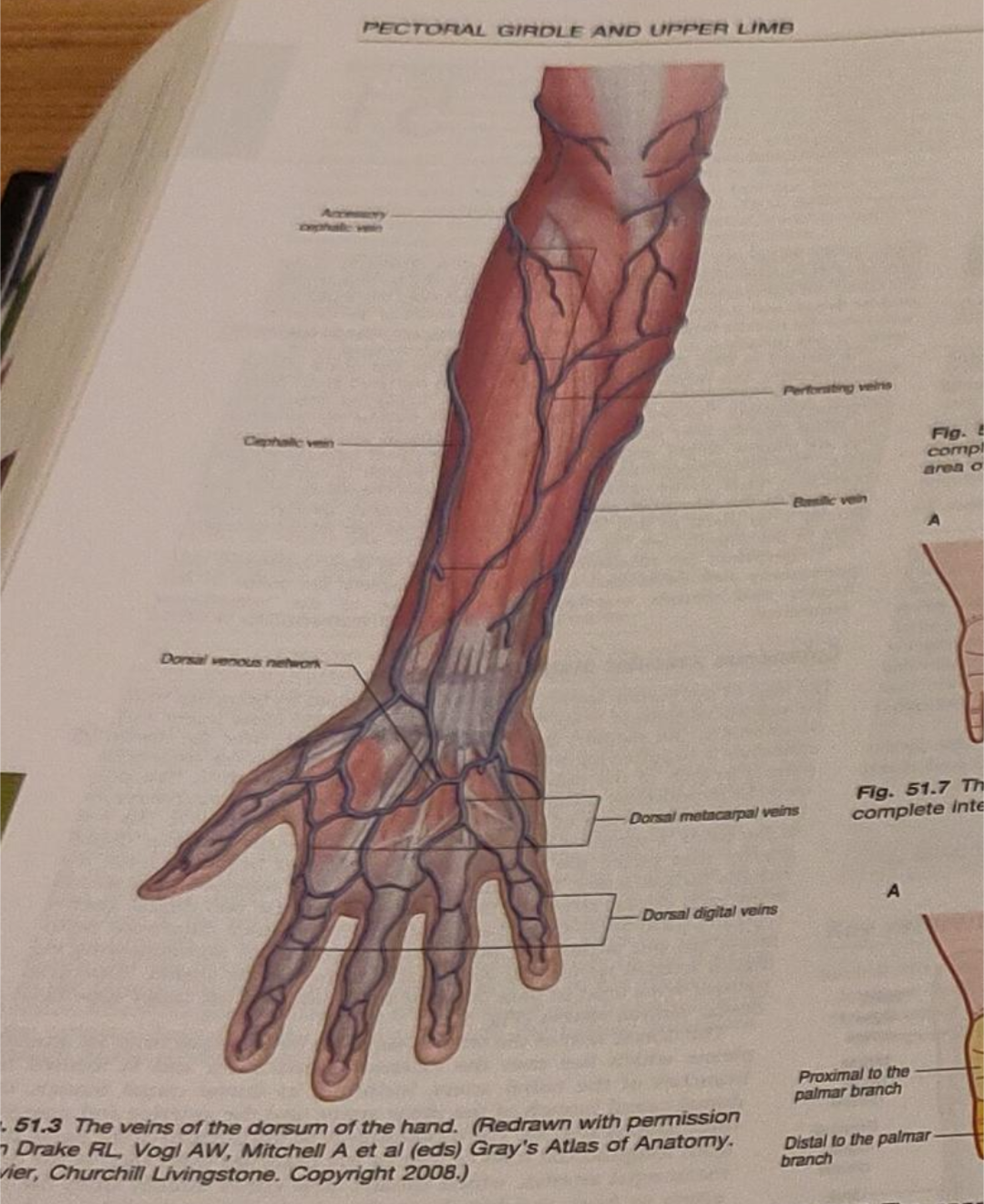 a drawing of an arm with dorsal veins highlighted