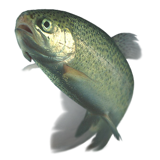 trout