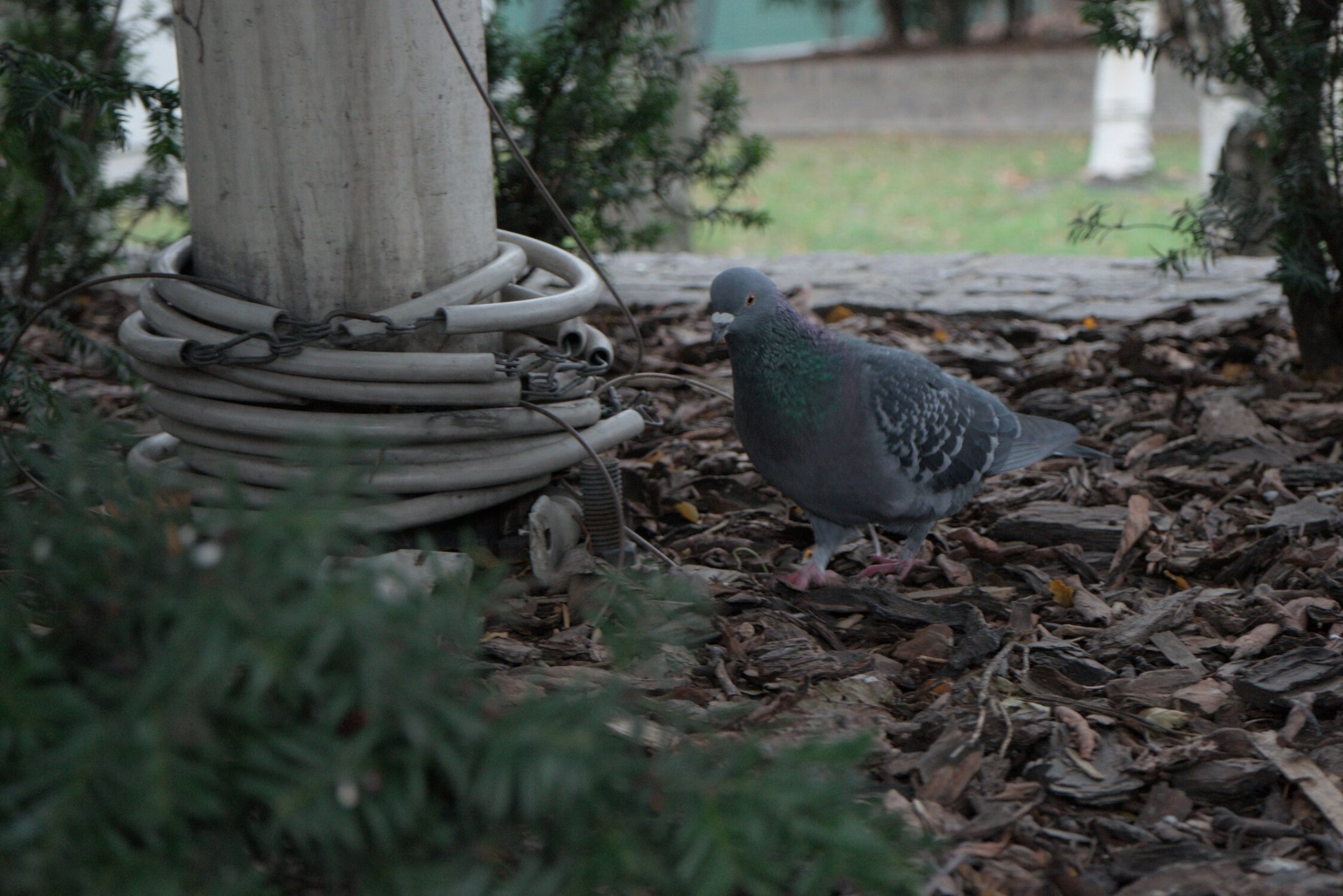 a pidgeon, chiling on some woodchips behind an evergreen bush, next to a pole for... something