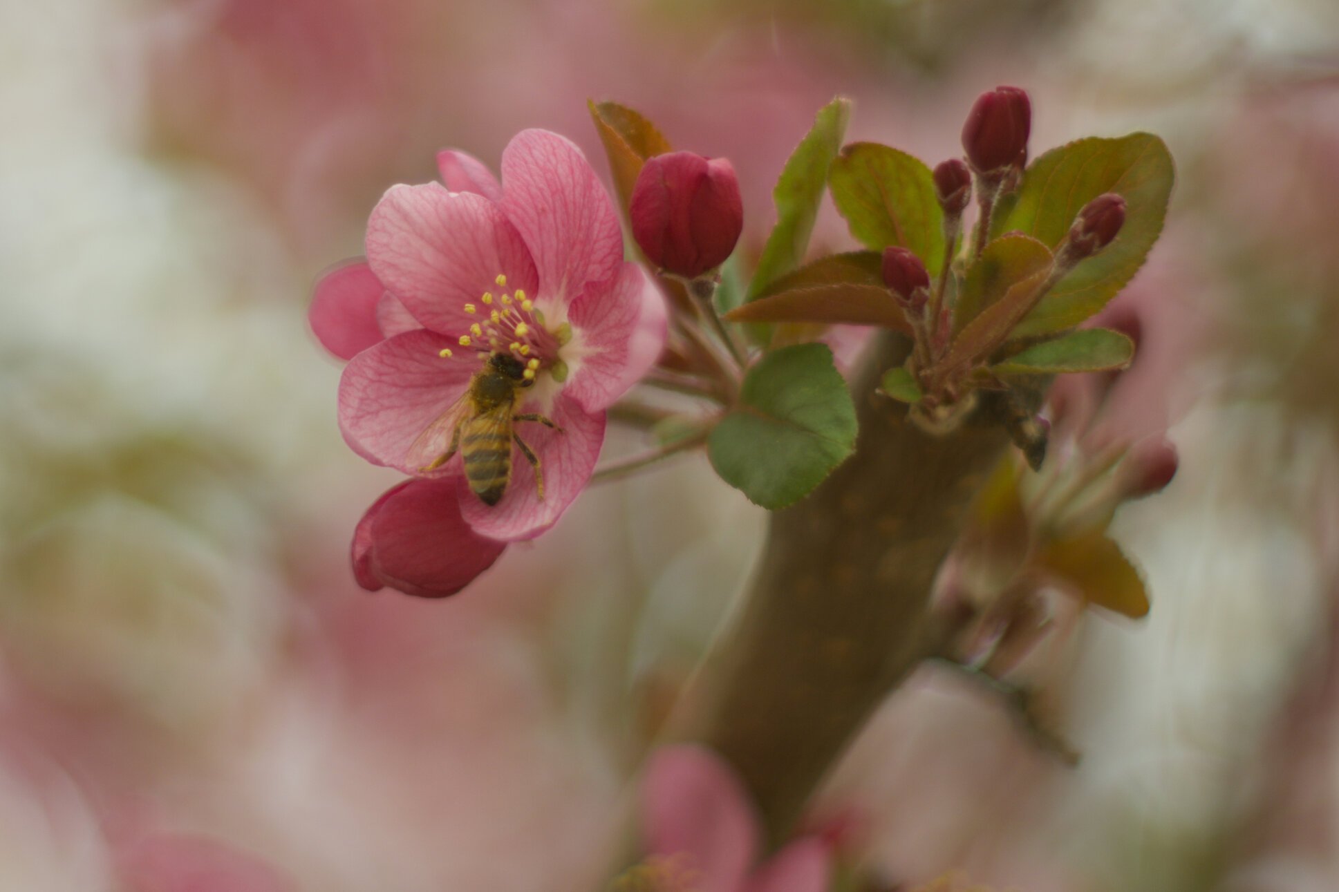 the same picture with the bee from the previous post, just cropped in far closer
