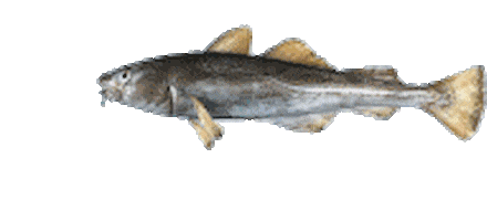 vertically spinning cod