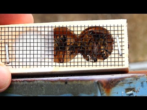 a 3-part queen bee cage