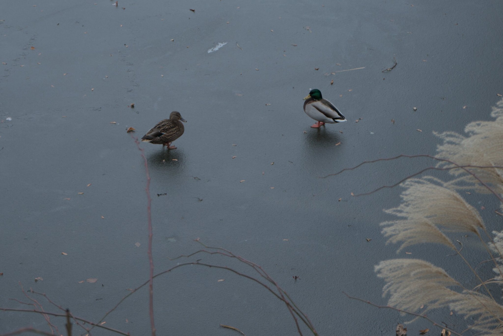 a pair of ducks stand upon a frozen lake
