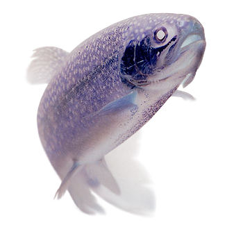 trout_invert