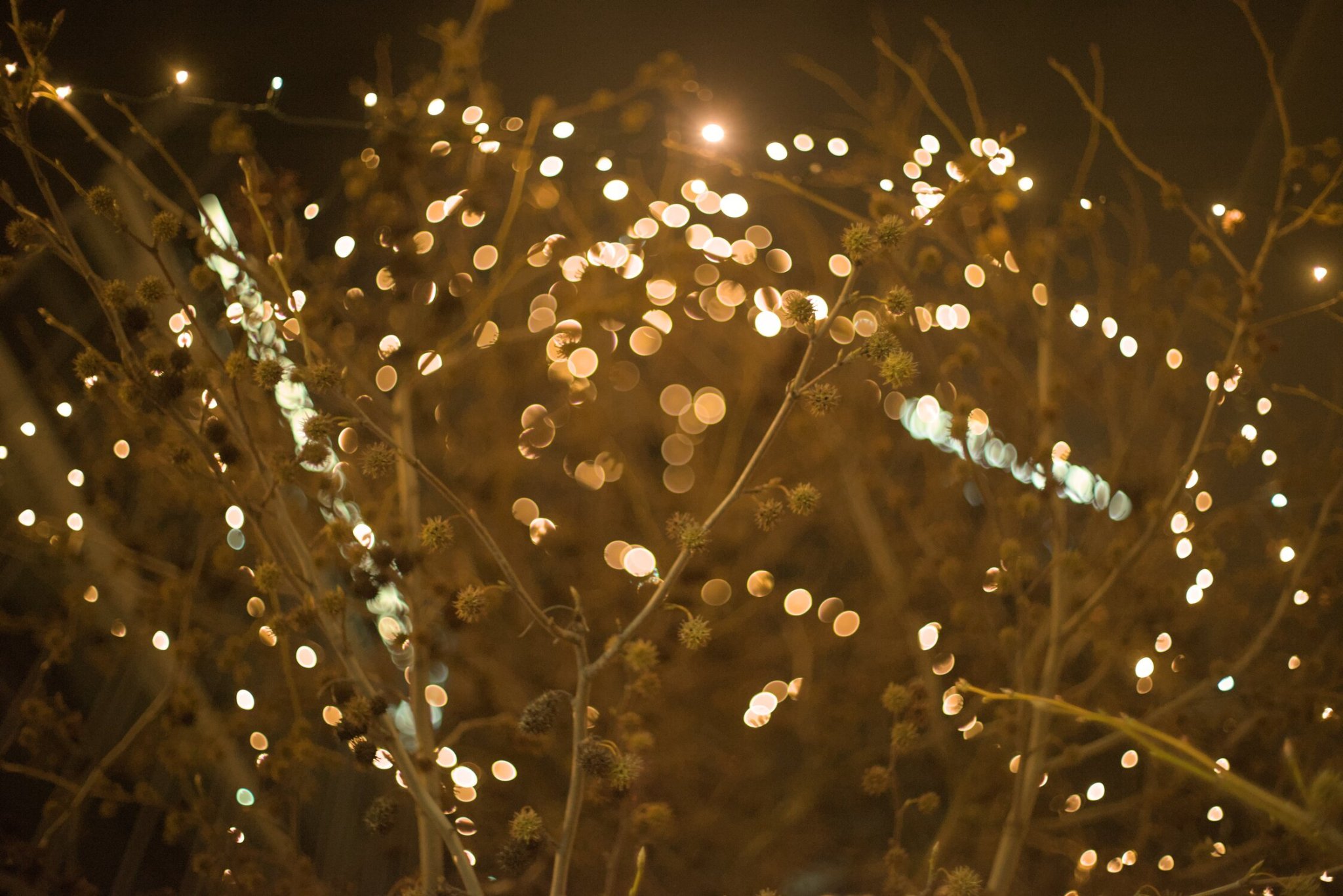 some plants reside in the foreground, chaotic bokeh filling the background