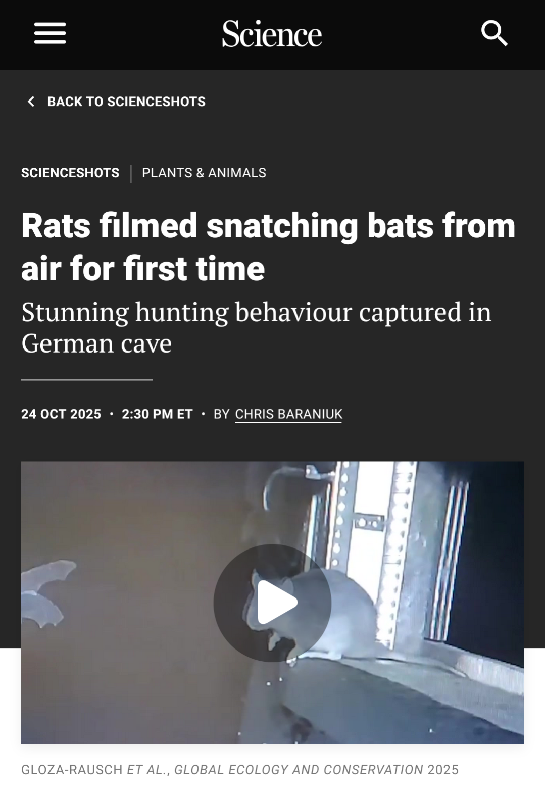 "rats filmed snatching bats from air for first time"
