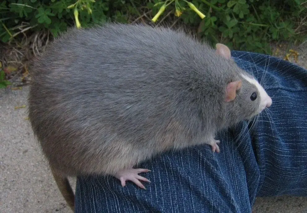 a large grey rat with a white nose, resting on the denim knee of someone's pants