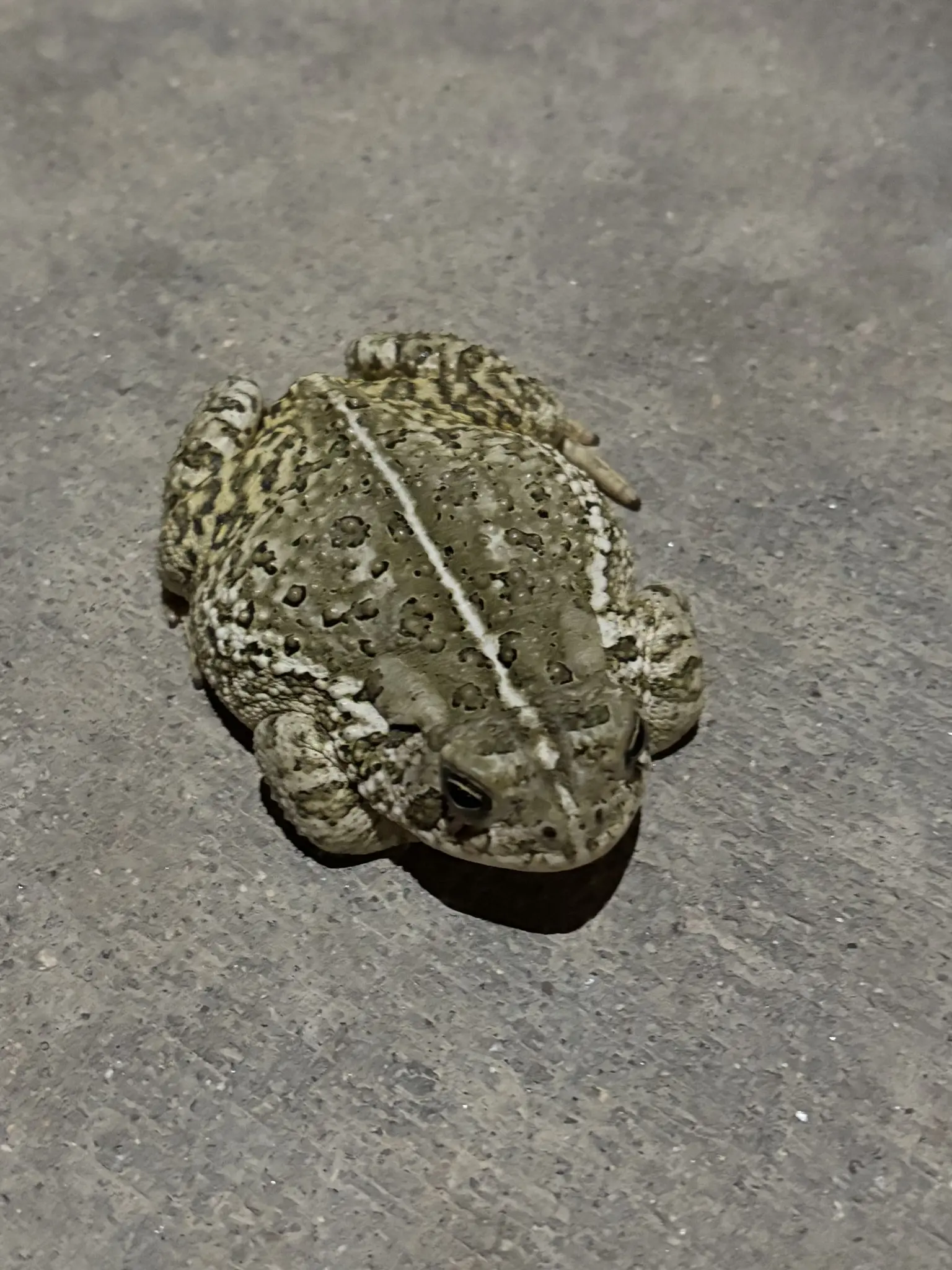 a small frog resting on a concrete pad, legs folded underneath itself