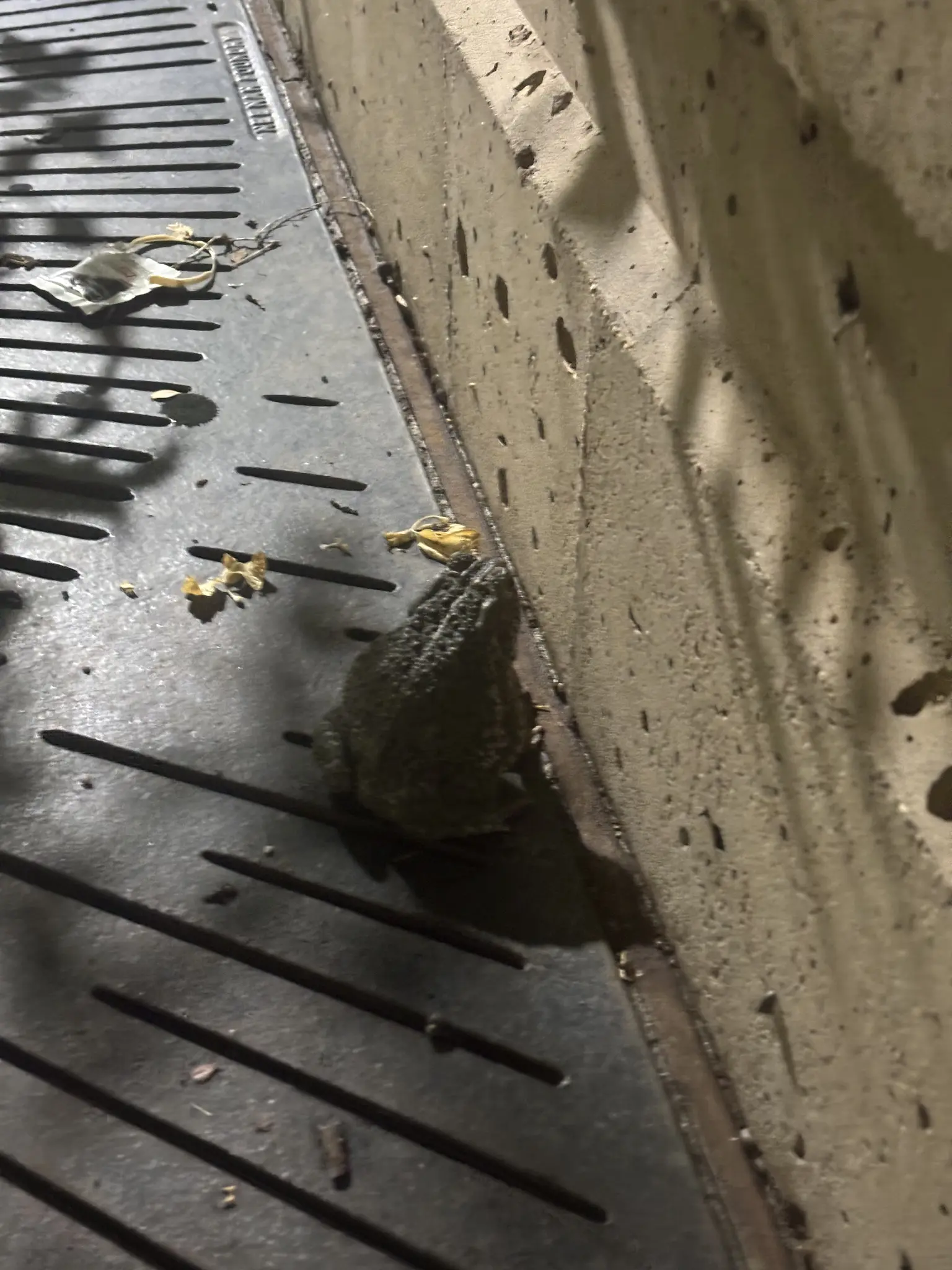 a ribbity creature sits on a metal plate, facing towards a menacing concrete structure