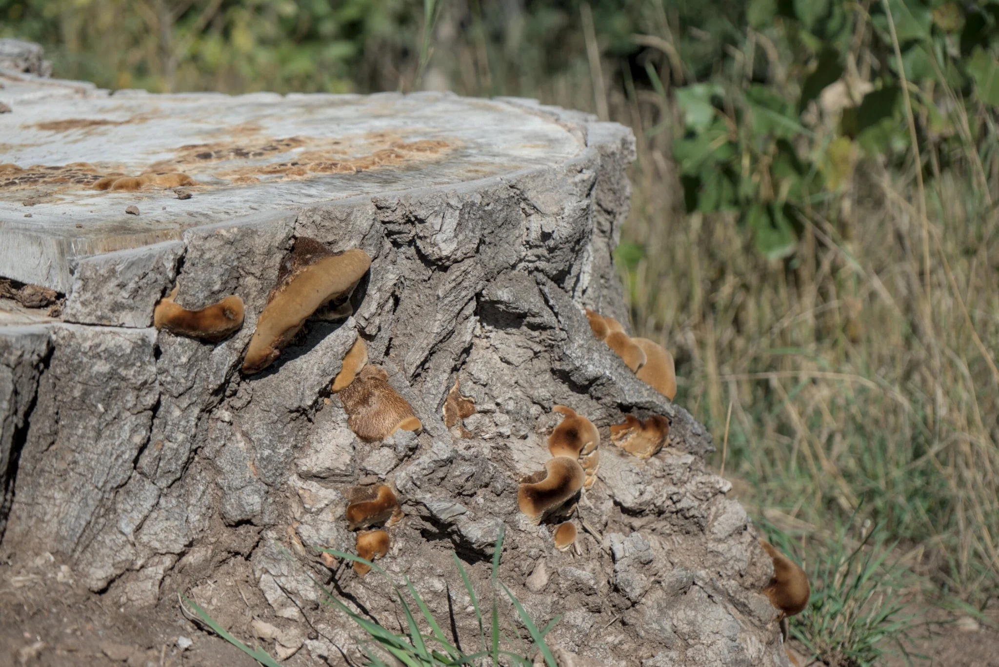 a stump with some variety of fungus growing upon it, the background of plants and grasses is blurry