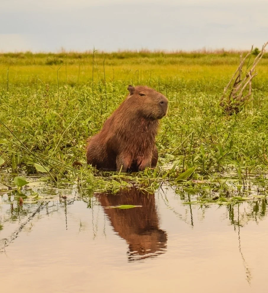 a capybara sitting in front of a pond, looking super chill, as they do.. the capybara is reflected in the pond, grass is behind the capybara