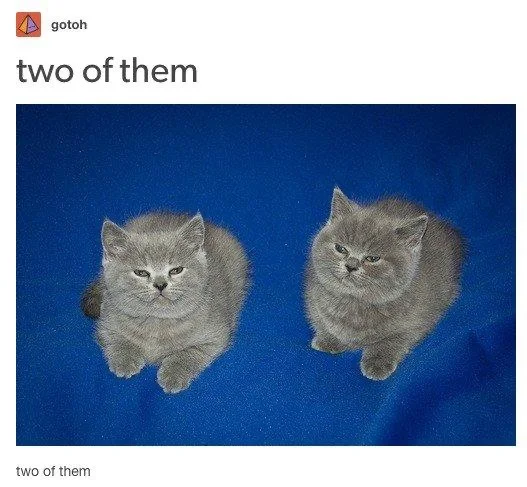 a social media post by "gotoh" saying "two of them" with the photo caption "two of them", the photo is of two tiny gray kittens that look quite similar