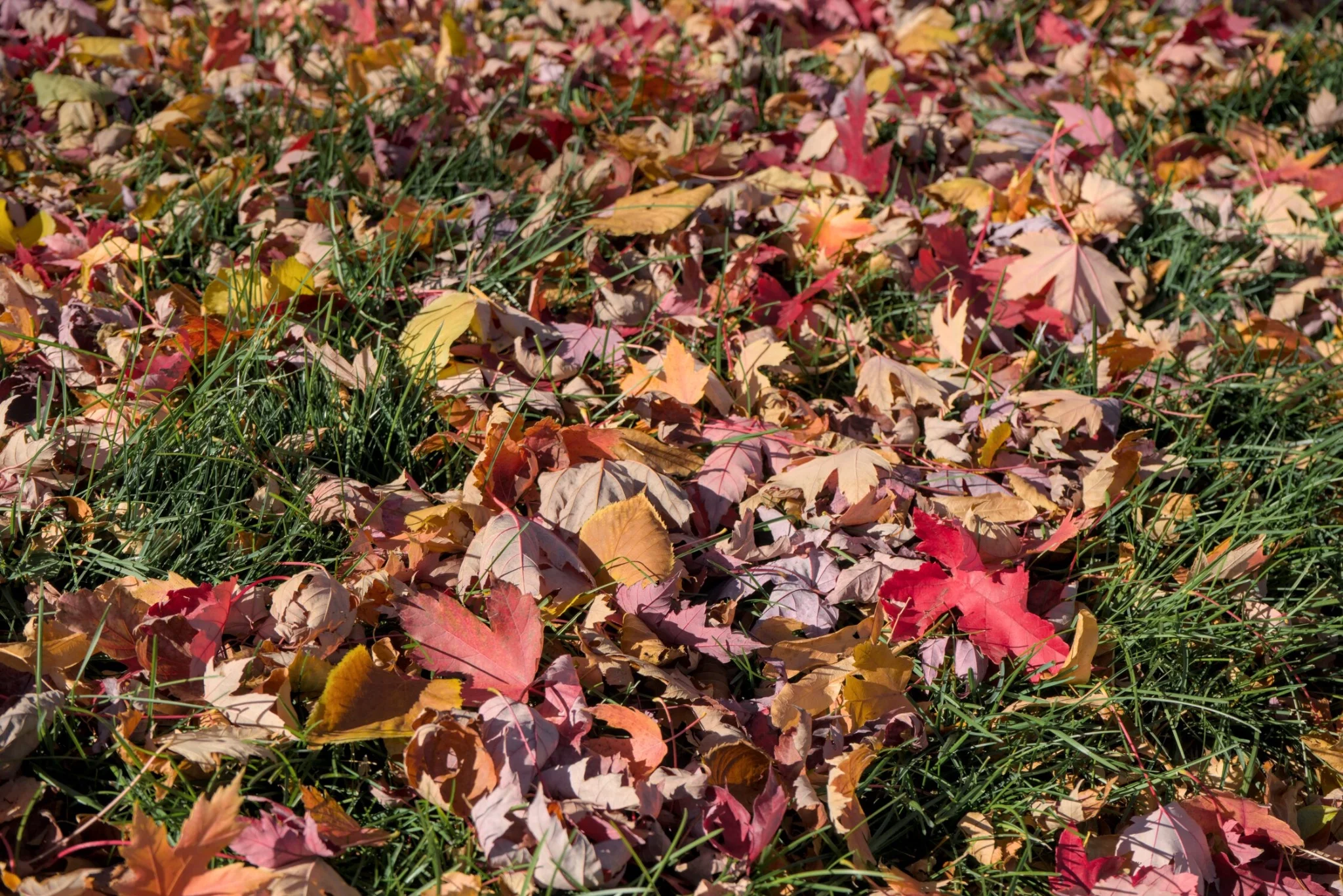 autumn leaves sitting in some grass, looking very crispy, red and autumn-like