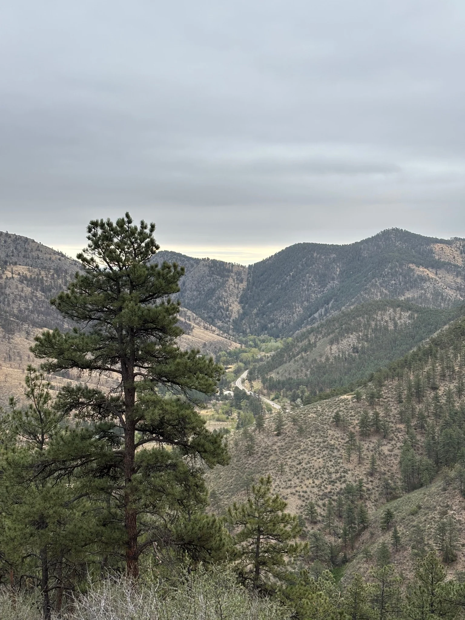 a pine tree sits in the foreground of this massive mountain range, the blue sky peeking between two cliffs