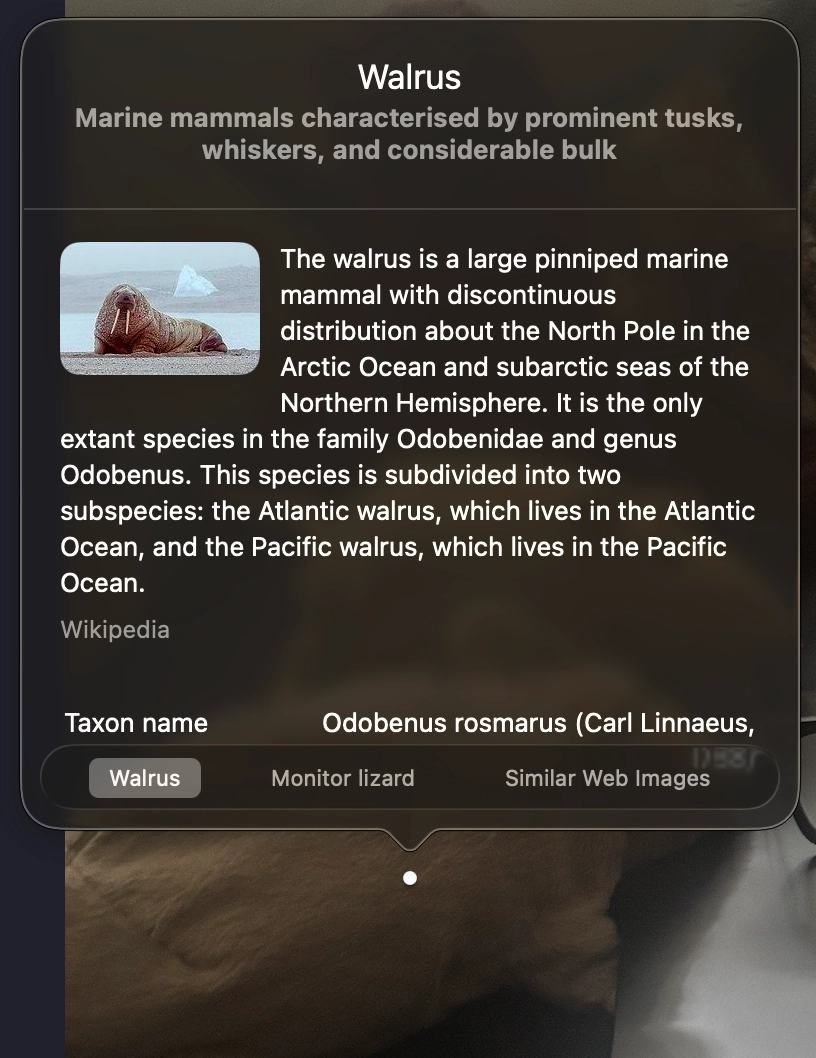 the same photo, with the identification popup opened, claiming it's a walrus