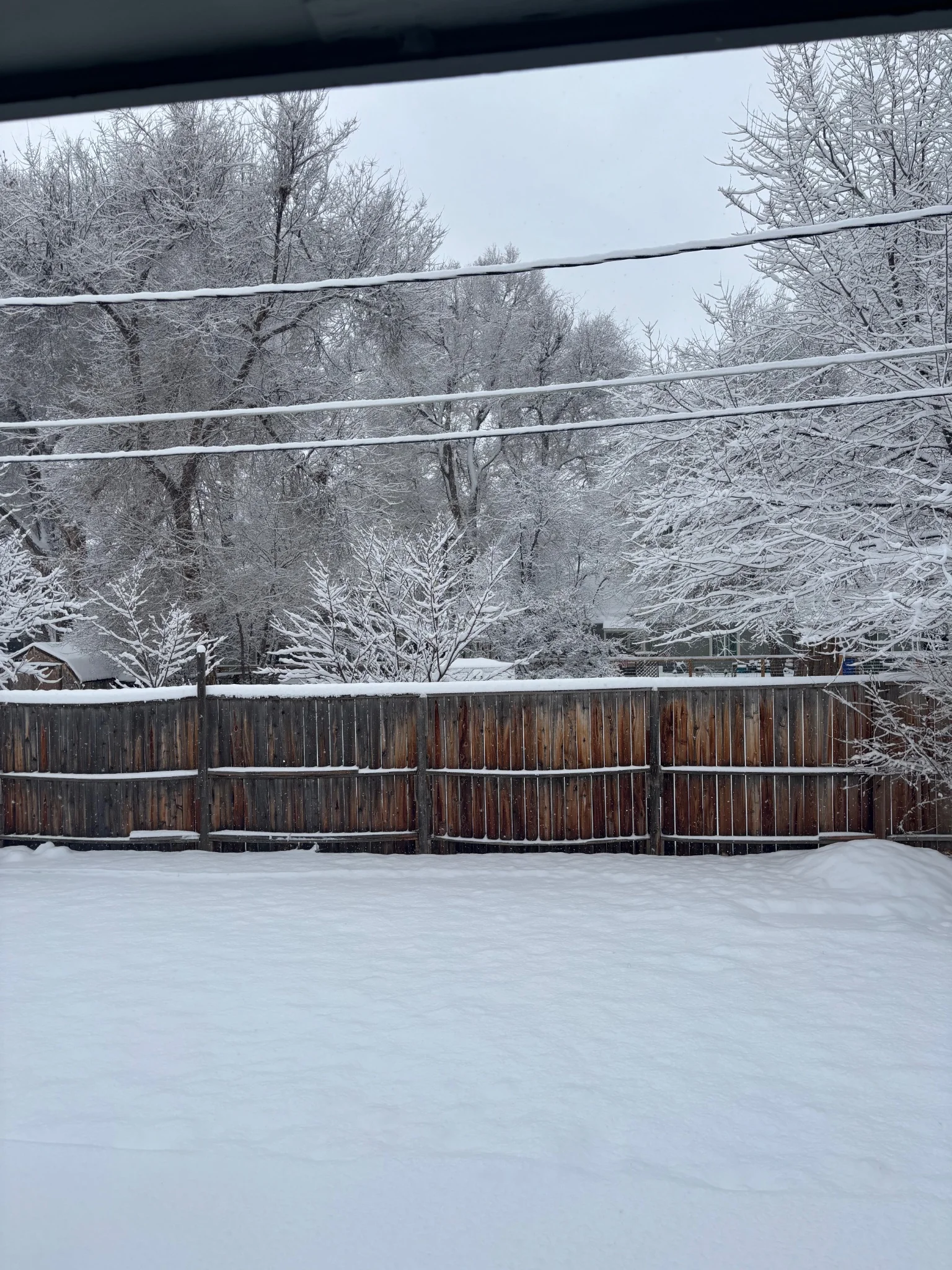 a snow covered lawn, looking out onto a fence and trees with accumulating slow, essence of winter type shit