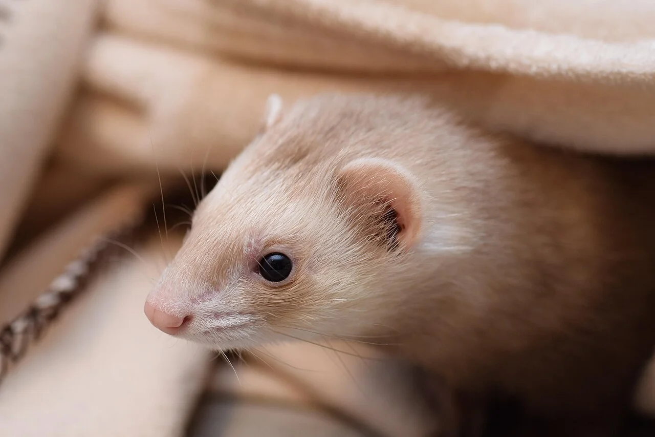 a young looking white ferret, with brown patches popping its head out from under a blanket