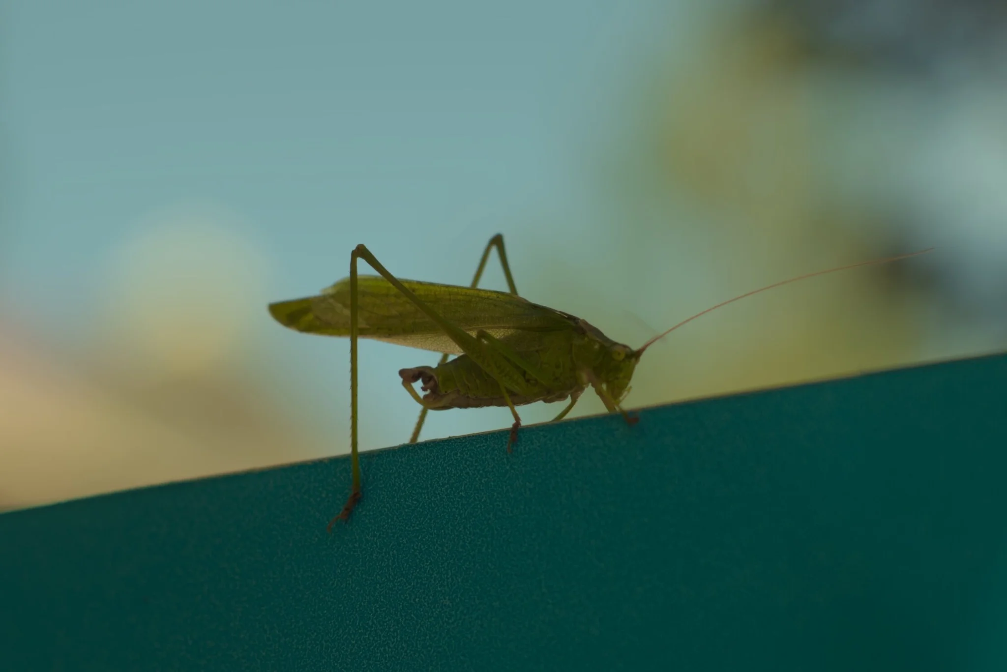a bug of some sort, perhaps a grasshopper or leaf bug, standing on a teal sign