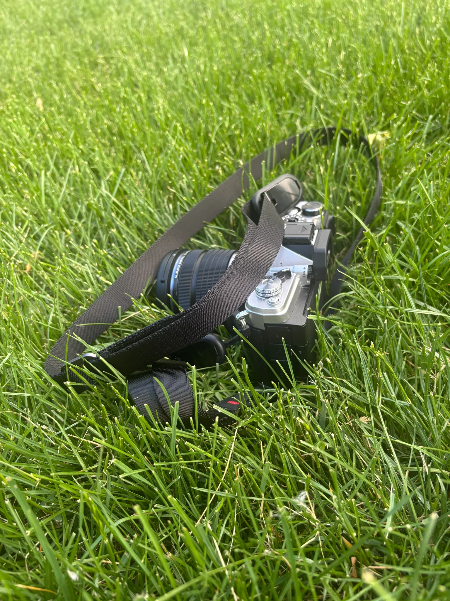 my camera rests in the grass, strap loosely flopped around it