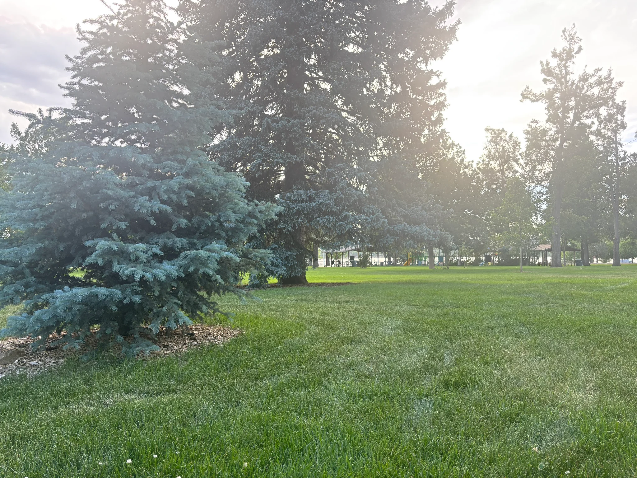a park kissed by setting sun, many evergreen and deciduous trees about, a playground and pavilions in the distance