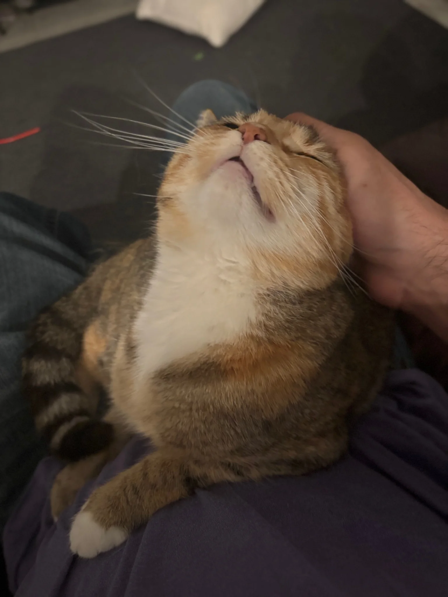 tink sitting on my lap getting some good scritches 