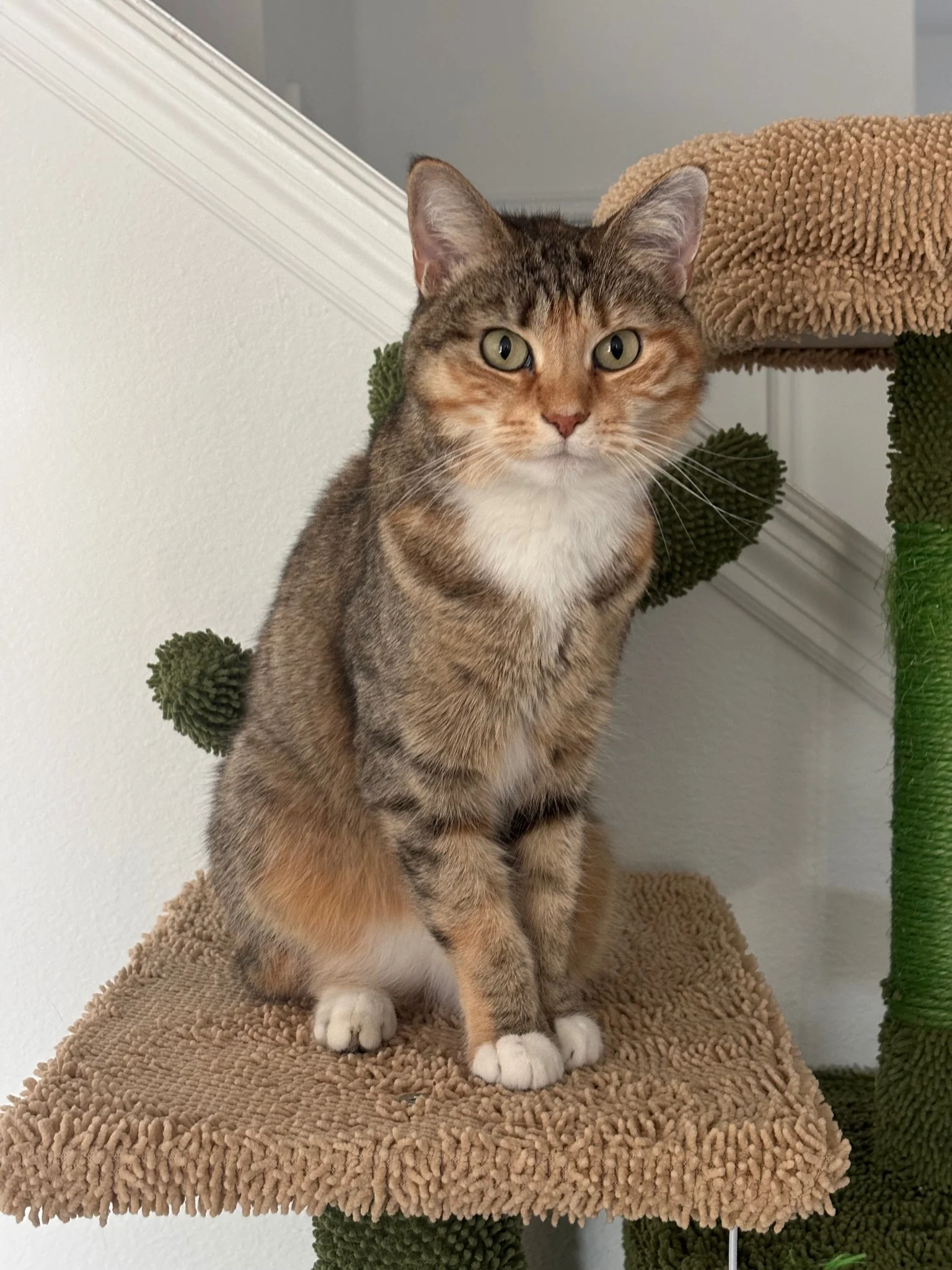tink sitting on her cat tree, looking very regal