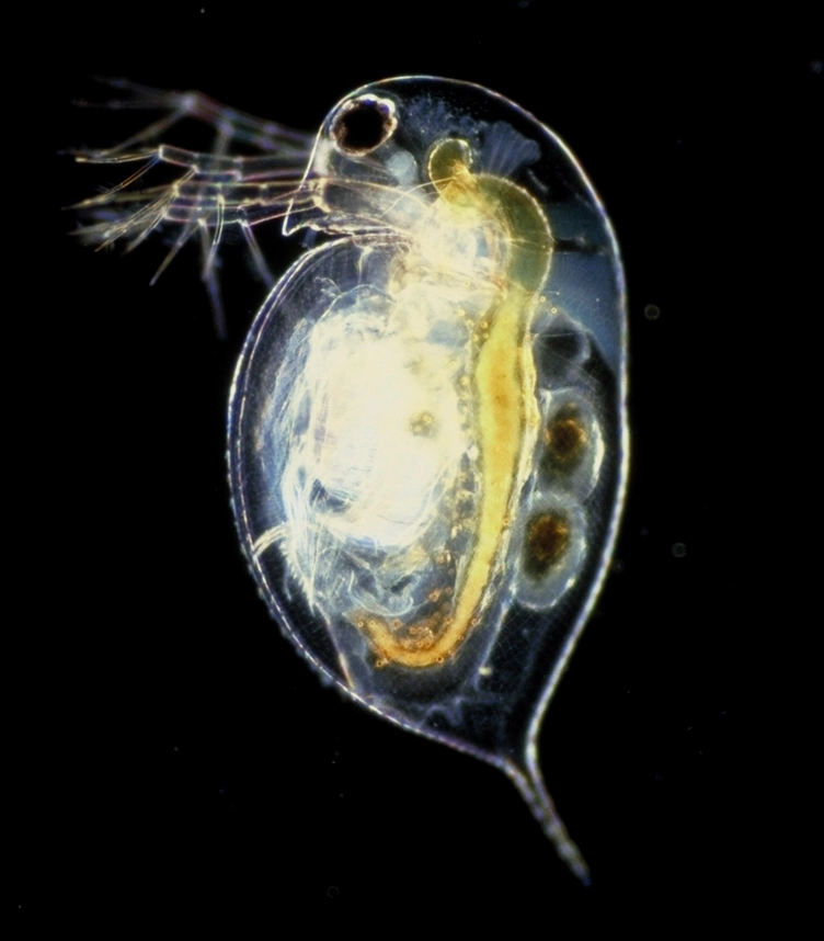 a water flea, source: https://commons.wikimedia.org/wiki/File:Daphnia_pulex.png