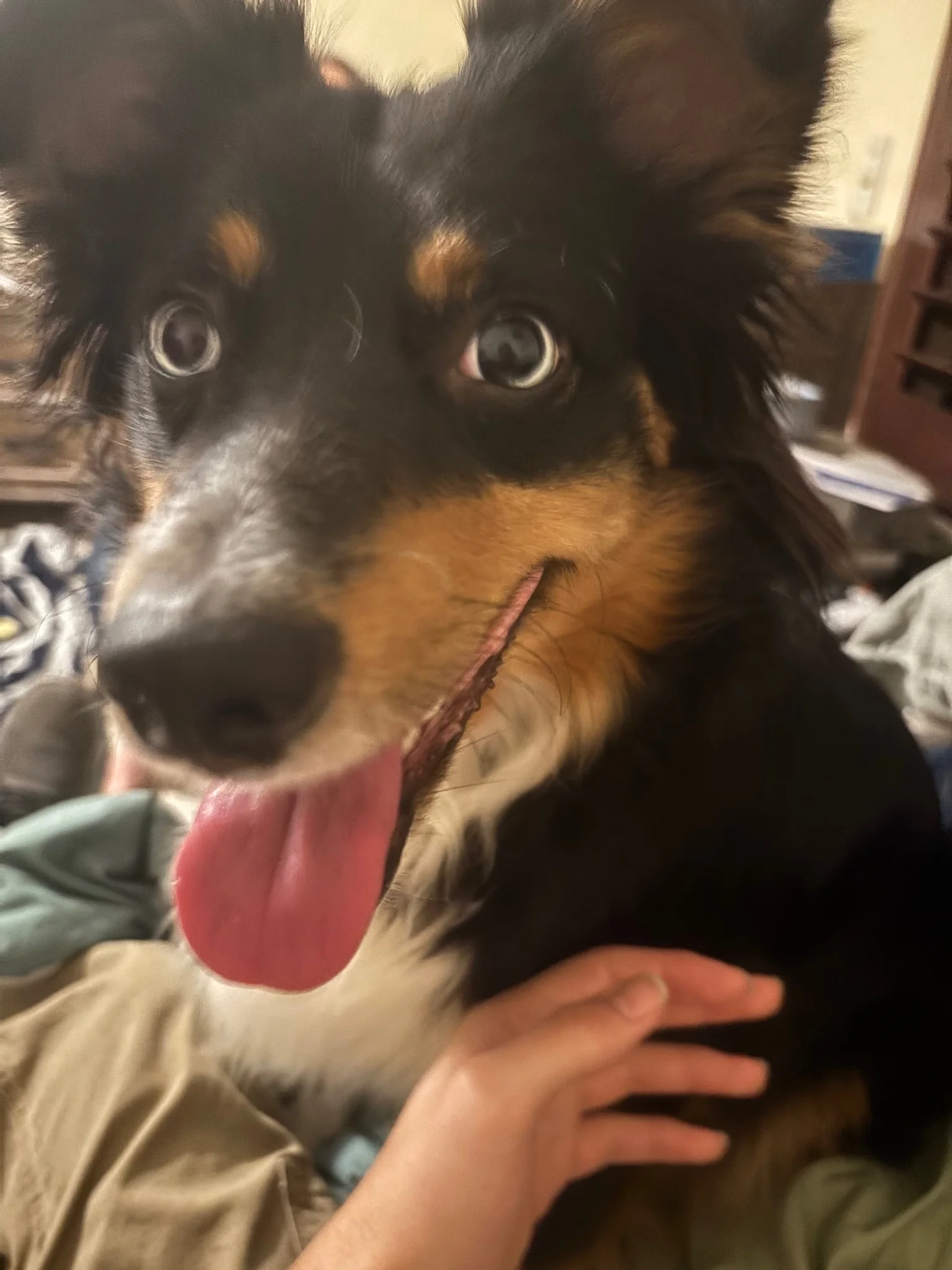 longhaired puppy face
top half and face is black fur, going to brown around the mouth and white on the throat, they're sticking their tongue out happily!