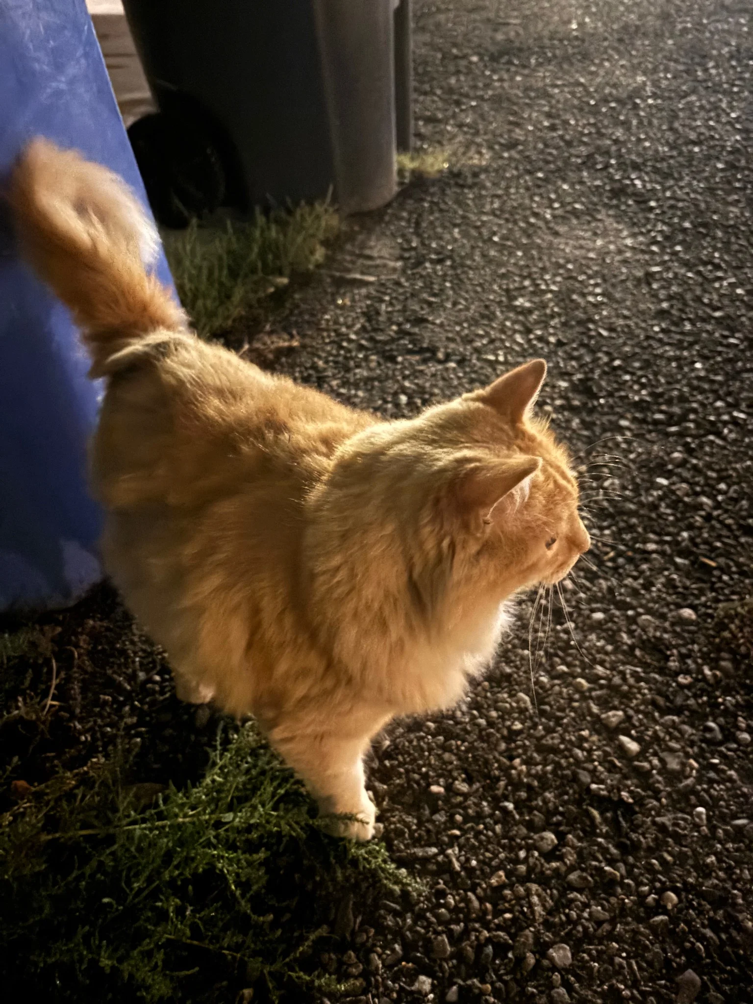 a scraggly (stray?) tabby cat, looking off to the right, standing in front of a garbage can
it seemed to be doing decently well for itself, and was given some scritches