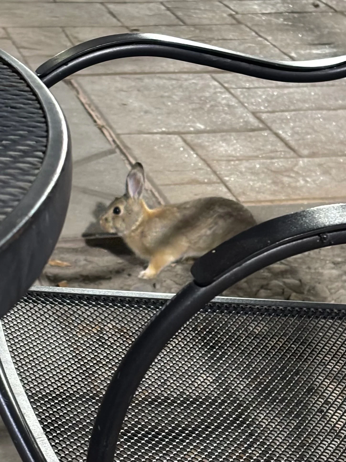 a bunny! this little one is standing behind a chair looking somewhat confused at the viewer