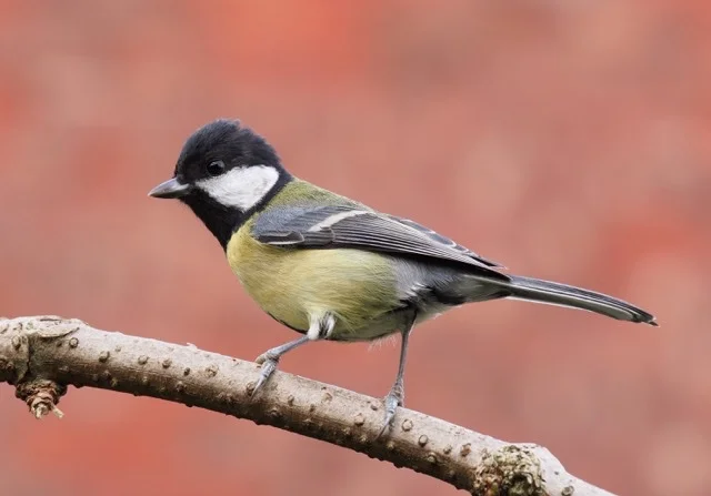 a yellow chested bird, standing on a twig, this bird is known as a "great tit"
