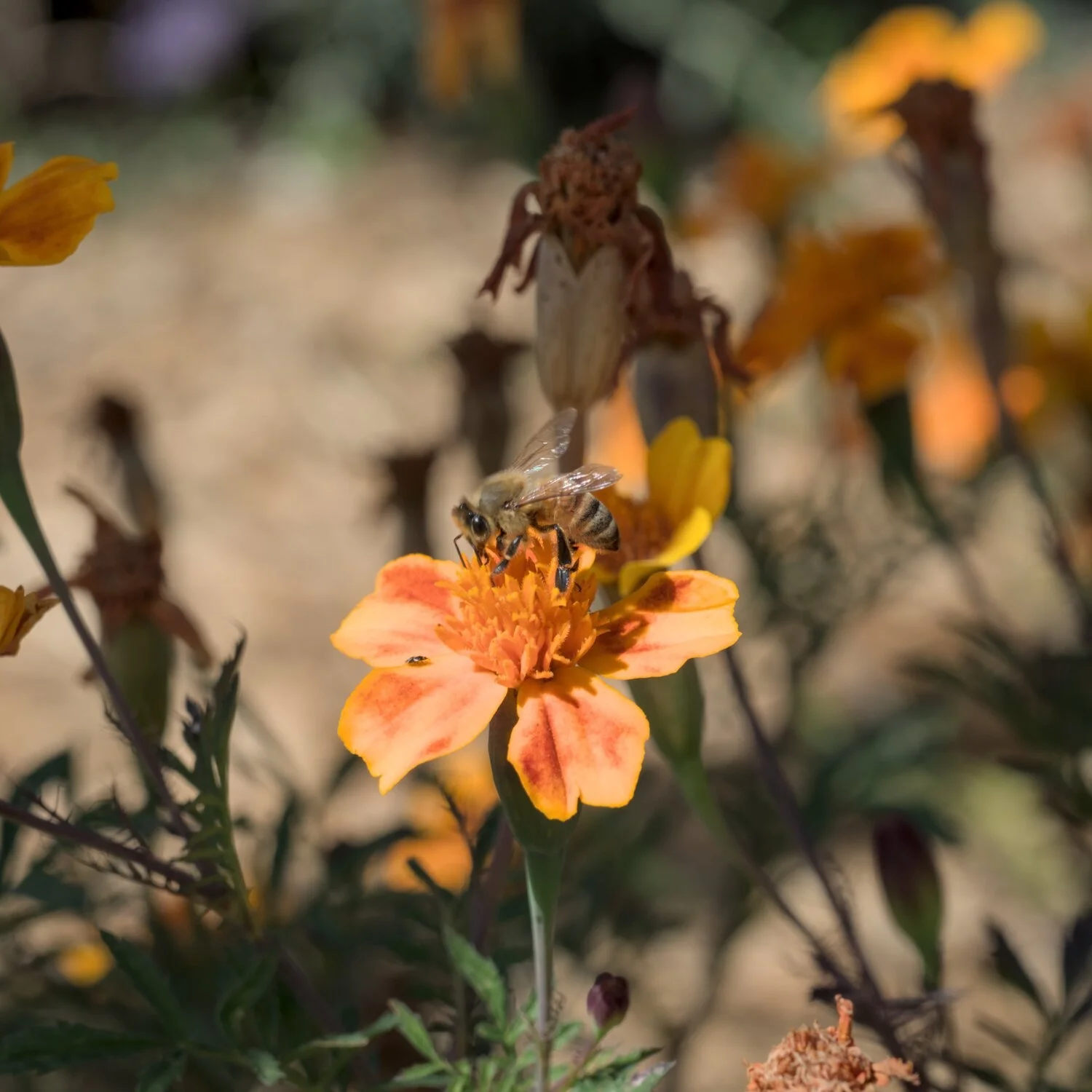 a bee, doing whatever it is that bees do to orange flowers